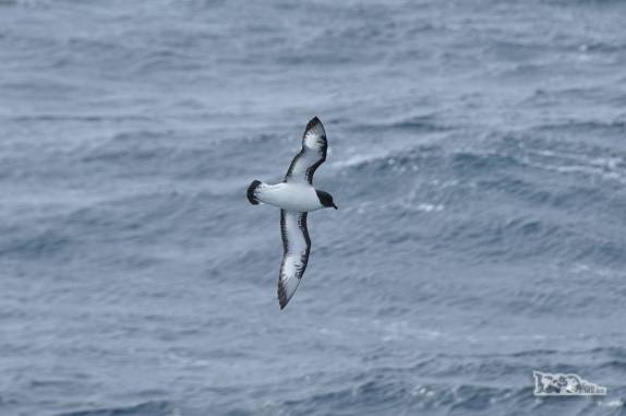 Cape Petrel na região de Shag Rocks, entre Falkland e Geórgia do Sul